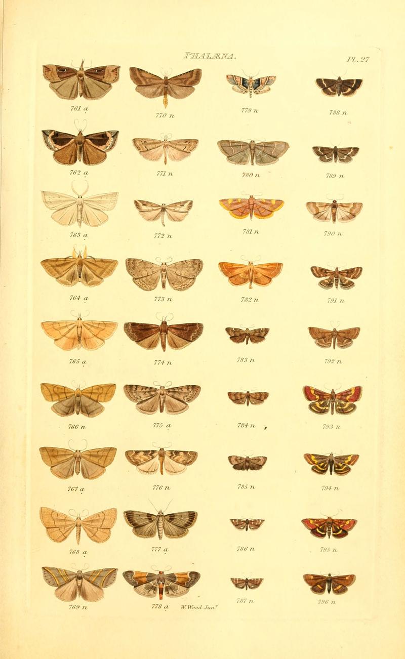 Index entomologicus, or, A complete illustrated catalogue, consisting of 1944 figures, of the lepidopterous insects of Great Britain (Pl. 27) (6055594199)