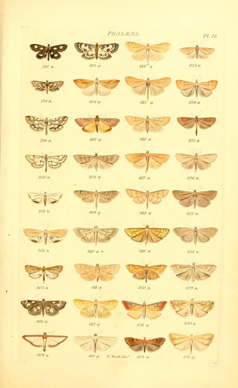 Index entomologicus, or, A complete illustrated catalogue, consisting of 1944 figures, of the lepidopterous insects of Great Britain (Pl. 28) BHL12773357