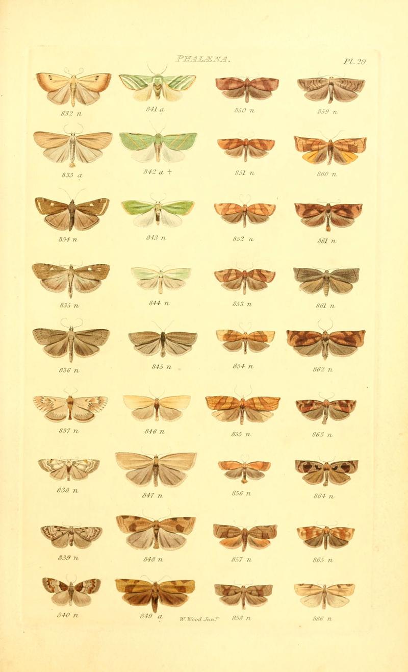 Index entomologicus, or, A complete illustrated catalogue, consisting of 1944 figures, of the lepidopterous insects of Great Britain (Pl. 29) (6055594561)