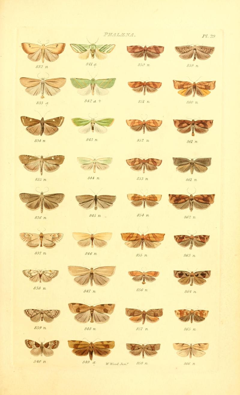 Index entomologicus, or, A complete illustrated catalogue, consisting of 1944 figures, of the lepidopterous insects of Great Britain (Pl. 29) BHL12773369