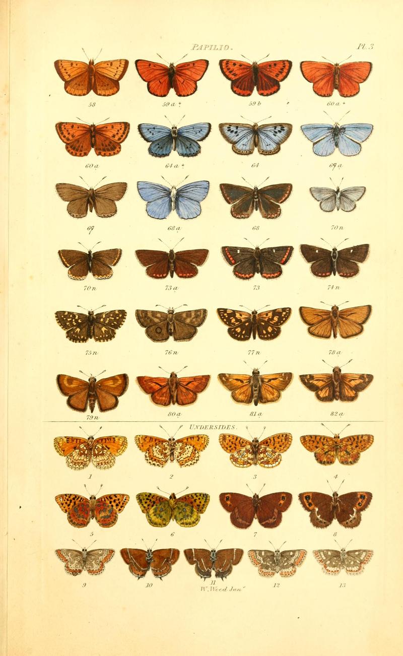Index entomologicus, or, A complete illustrated catalogue, consisting of 1944 figures, of the lepidopterous insects of Great Britain (Pl. 3) BHL12773170