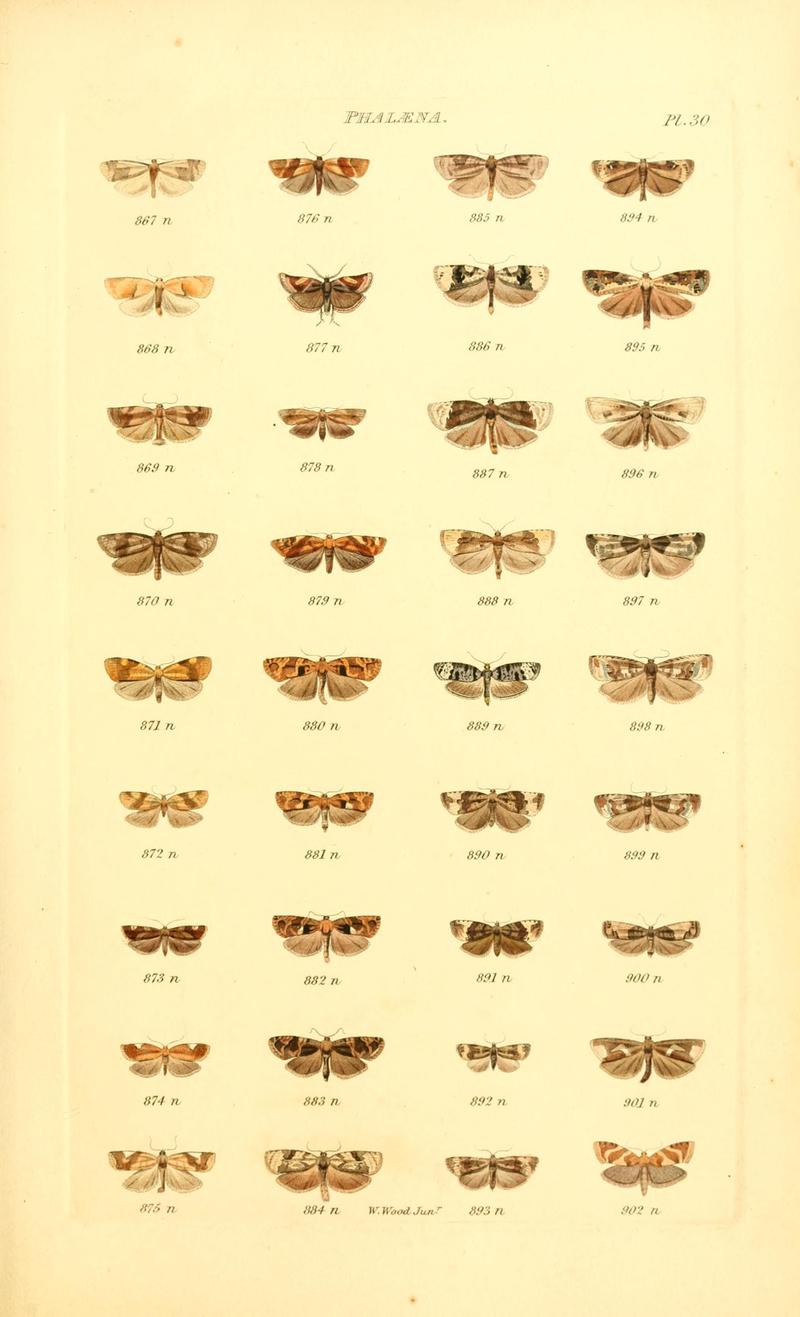 Index entomologicus, or, A complete illustrated catalogue, consisting of 1944 figures, of the lepidopterous insects of Great Britain (Pl. 30) BHL12773371