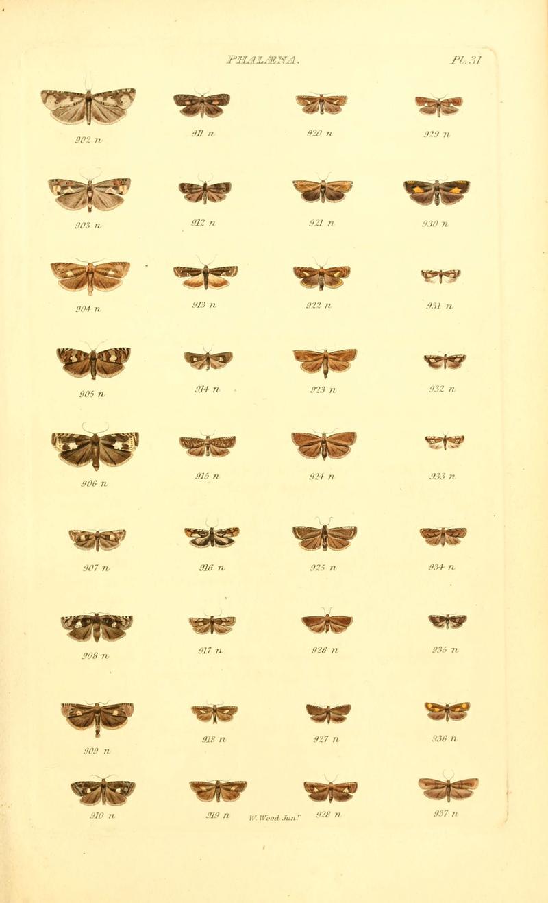 Index entomologicus, or, A complete illustrated catalogue, consisting of 1944 figures, of the lepidopterous insects of Great Britain (Pl. 31) (6055595011)