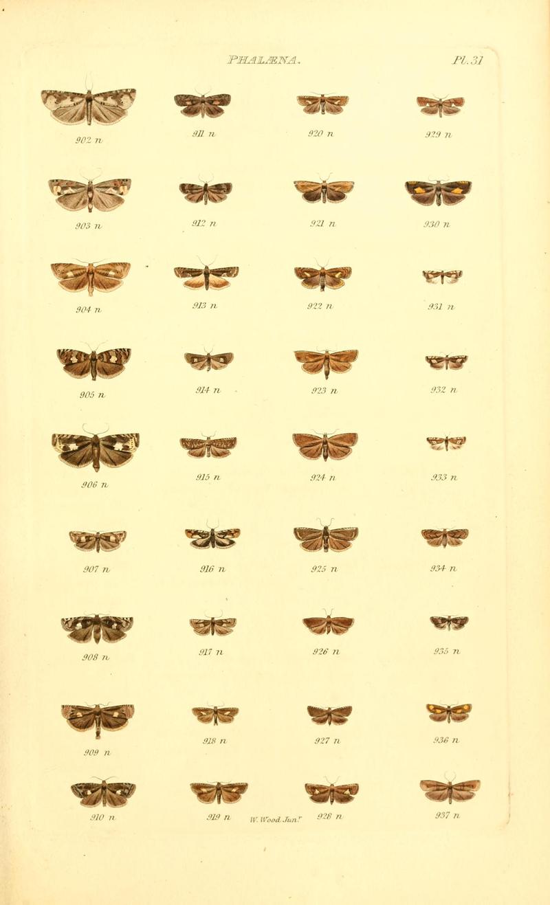 Index entomologicus, or, A complete illustrated catalogue, consisting of 1944 figures, of the lepidopterous insects of Great Britain (Pl. 31) BHL12773377
