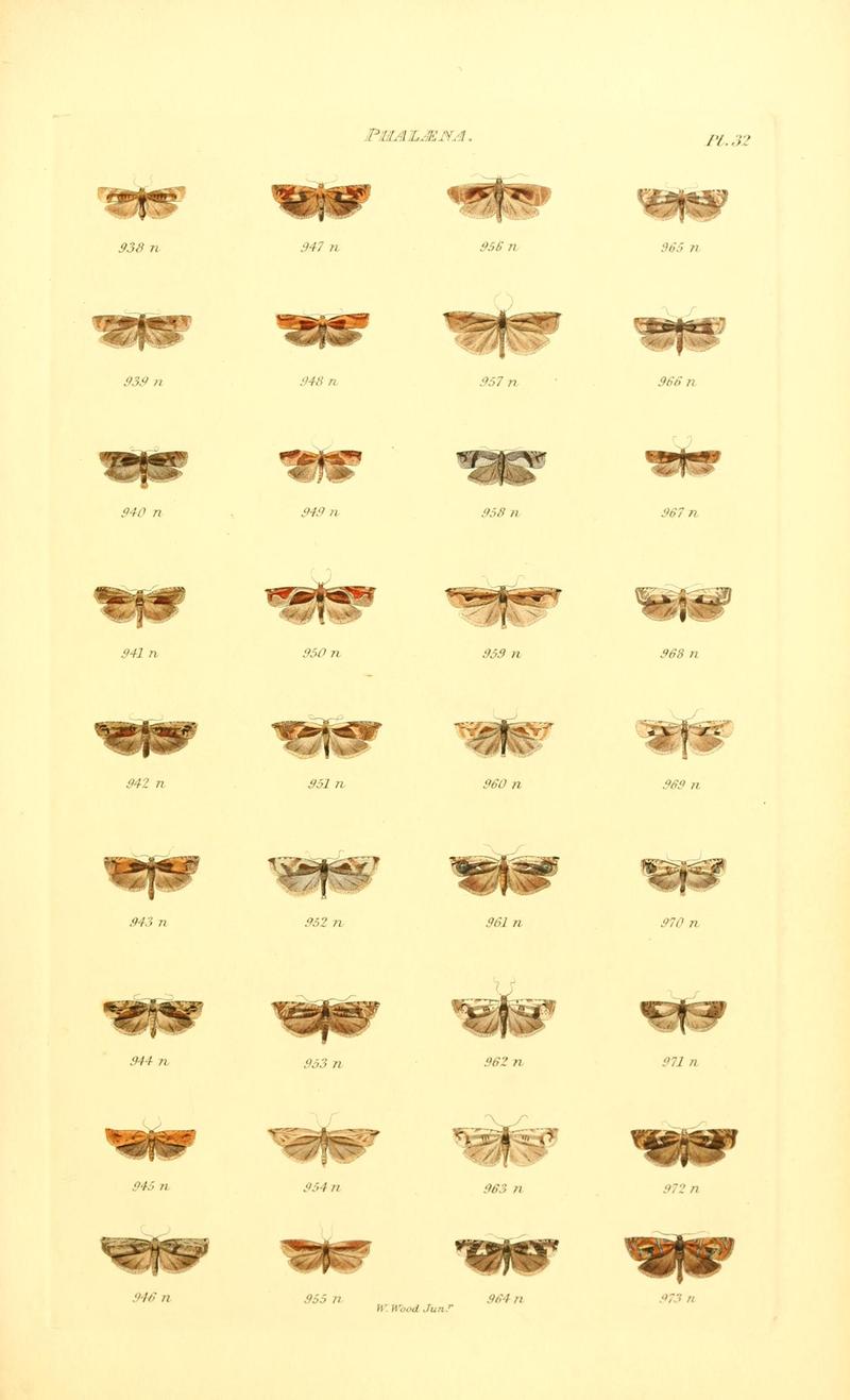 Index entomologicus, or, A complete illustrated catalogue, consisting of 1944 figures, of the lepidopterous insects of Great Britain (Pl. 32) BHL12773387