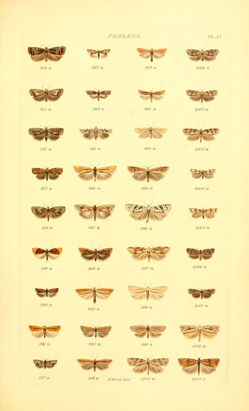Index entomologicus, or, A complete illustrated catalogue, consisting of 1944 figures, of the lepidopterous insects of Great Britain (Pl. 33) (6055595465)