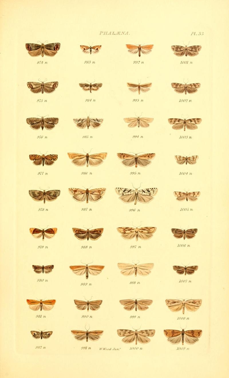 Index entomologicus, or, A complete illustrated catalogue, consisting of 1944 figures, of the lepidopterous insects of Great Britain (Pl. 33) BHL12773389