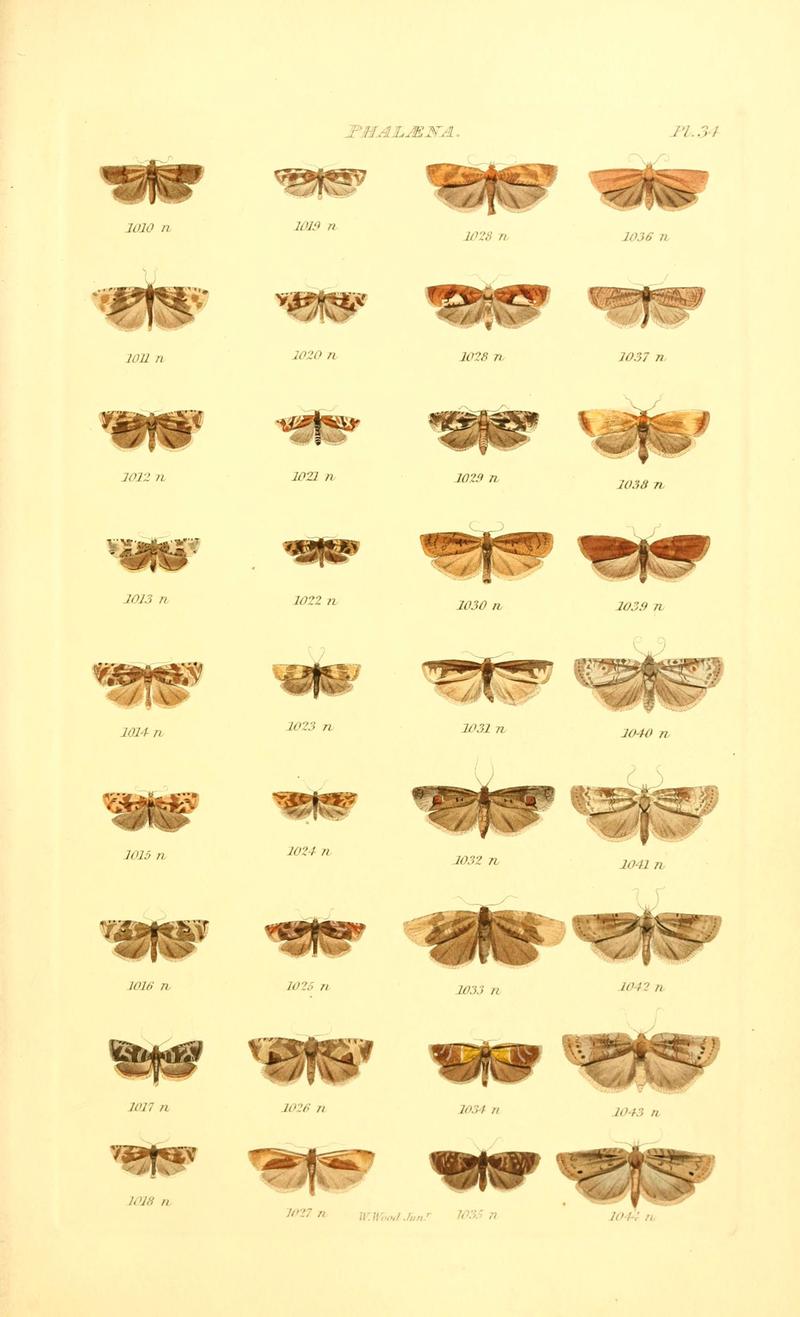 Index entomologicus, or, A complete illustrated catalogue, consisting of 1944 figures, of the lepidopterous insects of Great Britain (Pl. 34) (6056142230)