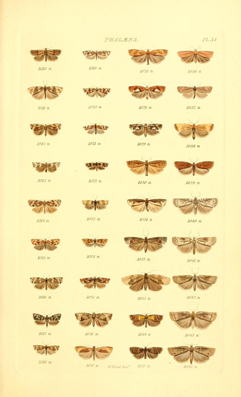 Index entomologicus, or, A complete illustrated catalogue, consisting of 1944 figures, of the lepidopterous insects of Great Britain (Pl. 34) BHL12773401