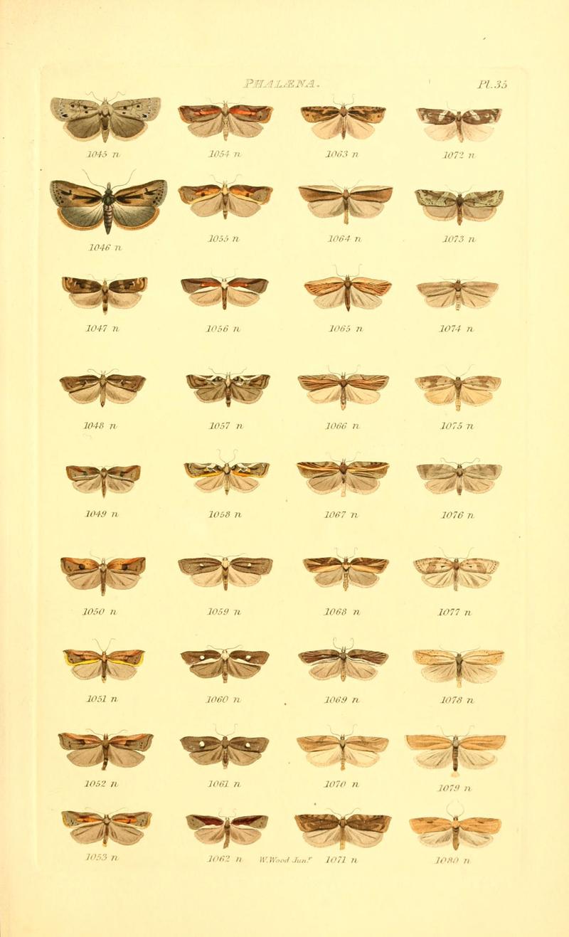 Index entomologicus, or, A complete illustrated catalogue, consisting of 1944 figures, of the lepidopterous insects of Great Britain (Pl. 35) (6056142450)
