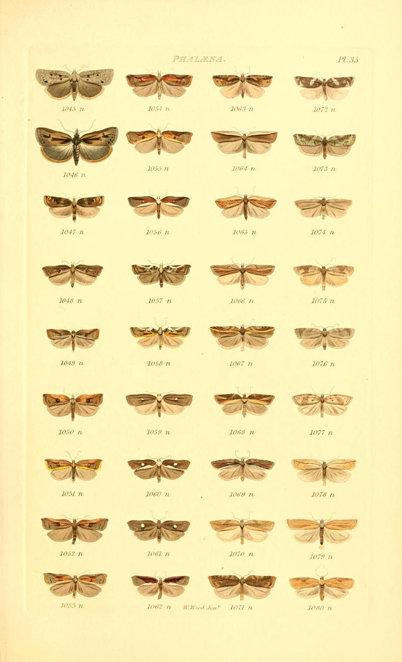 Index entomologicus, or, A complete illustrated catalogue, consisting of 1944 figures, of the lepidopterous insects of Great Britain (Pl. 35) BHL12773403