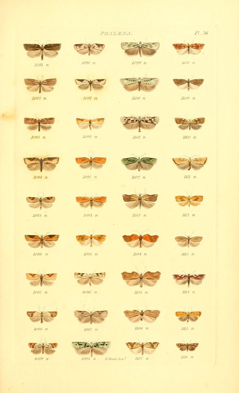 Index entomologicus, or, A complete illustrated catalogue, consisting of 1944 figures, of the lepidopterous insects of Great Britain (Pl. 36) (6055596153)