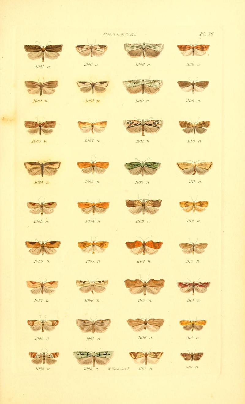 Index entomologicus, or, A complete illustrated catalogue, consisting of 1944 figures, of the lepidopterous insects of Great Britain (Pl. 36) BHL12773415