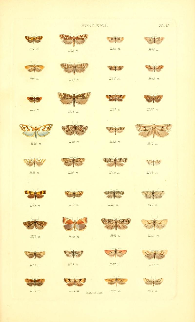 Index entomologicus, or, A complete illustrated catalogue, consisting of 1944 figures, of the lepidopterous insects of Great Britain (Pl. 37) (6056143040)