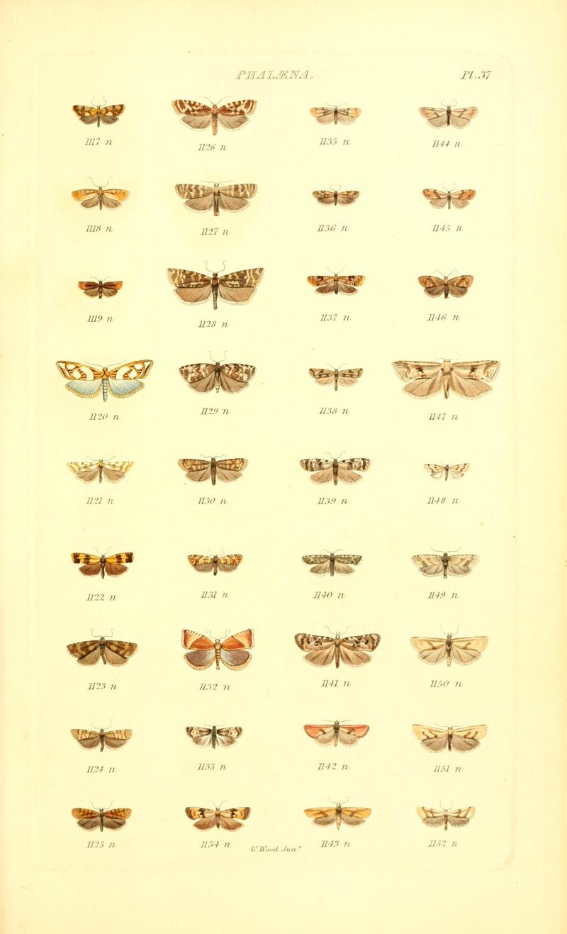 Index entomologicus, or, A complete illustrated catalogue, consisting of 1944 figures, of the lepidopterous insects of Great Britain (Pl. 37) BHL12773417