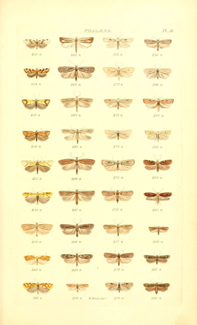 Index entomologicus, or, A complete illustrated catalogue, consisting of 1944 figures, of the lepidopterous insects of Great Britain (Pl. 38) (6055596721)