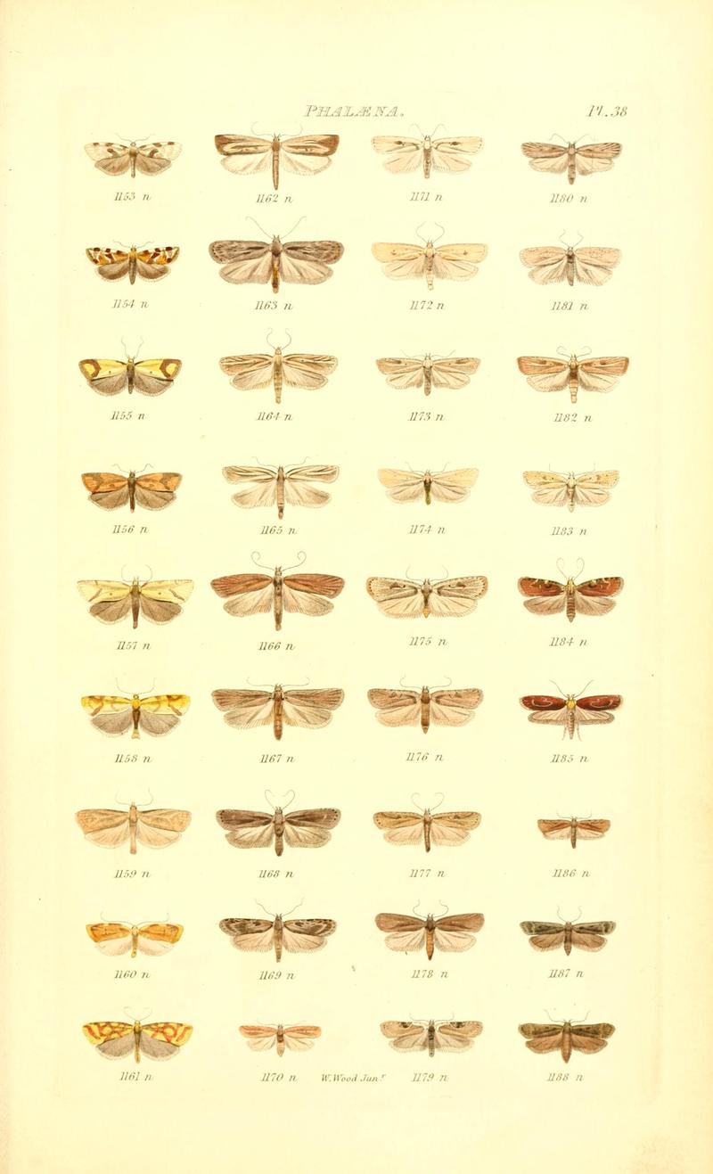 Index entomologicus, or, A complete illustrated catalogue, consisting of 1944 figures, of the lepidopterous insects of Great Britain (Pl. 38) BHL12773423