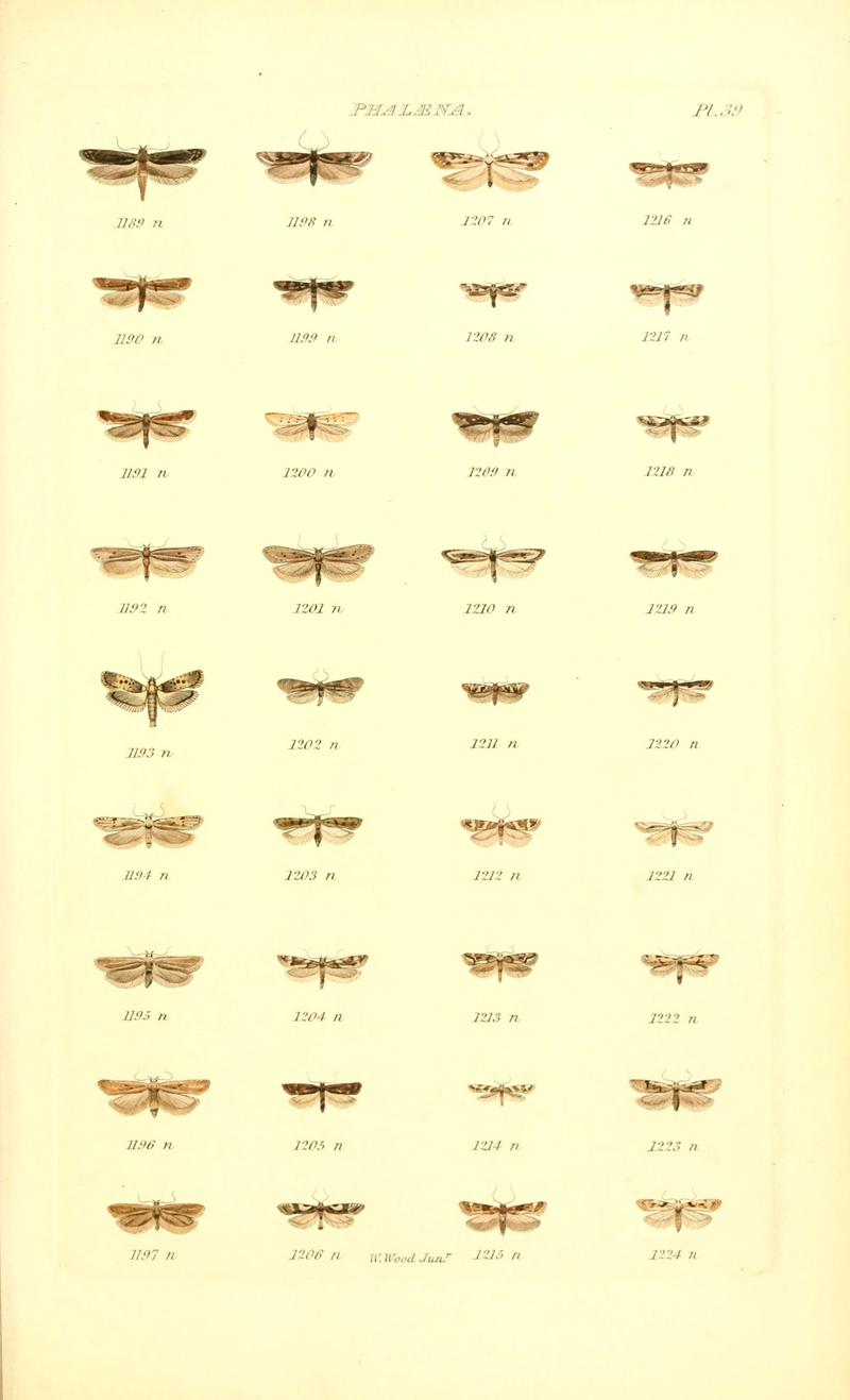 Index entomologicus, or, A complete illustrated catalogue, consisting of 1944 figures, of the lepidopterous insects of Great Britain (Pl. 39) (6055596983)