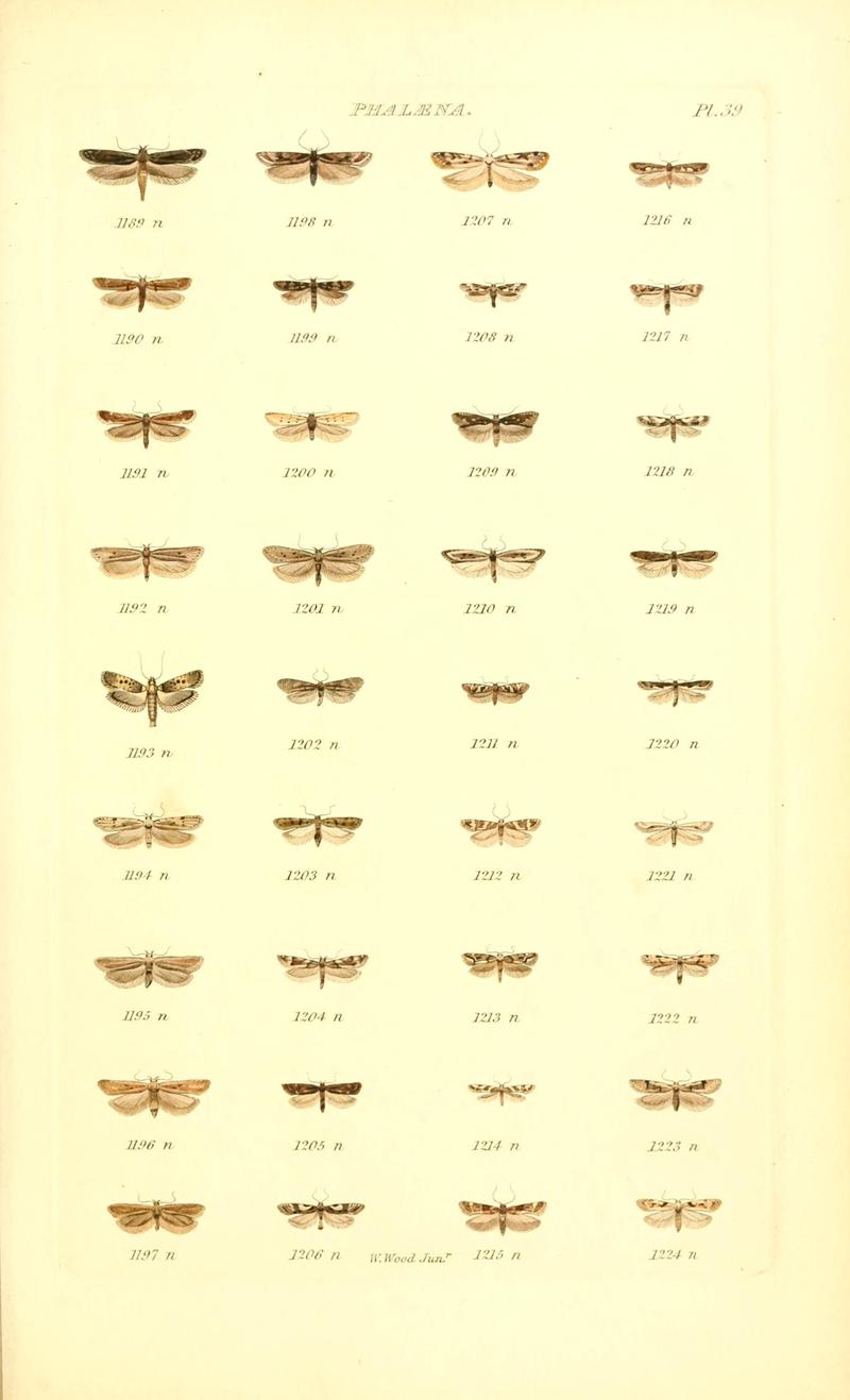 Index entomologicus, or, A complete illustrated catalogue, consisting of 1944 figures, of the lepidopterous insects of Great Britain (Pl. 39) BHL12773431
