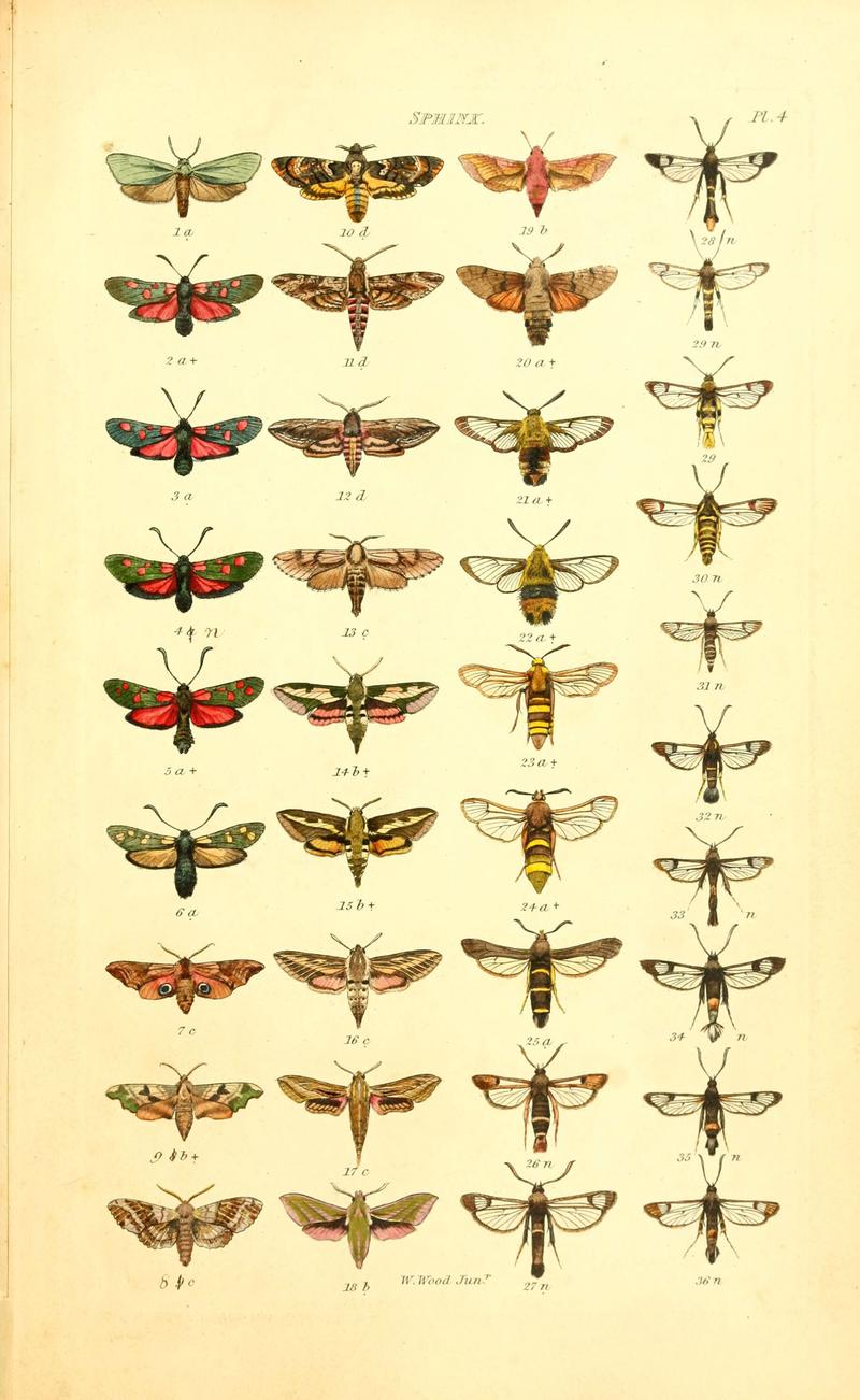 Index entomologicus, or, A complete illustrated catalogue, consisting of 1944 figures, of the lepidopterous insects of Great Britain (Pl. 4) (6055588161)