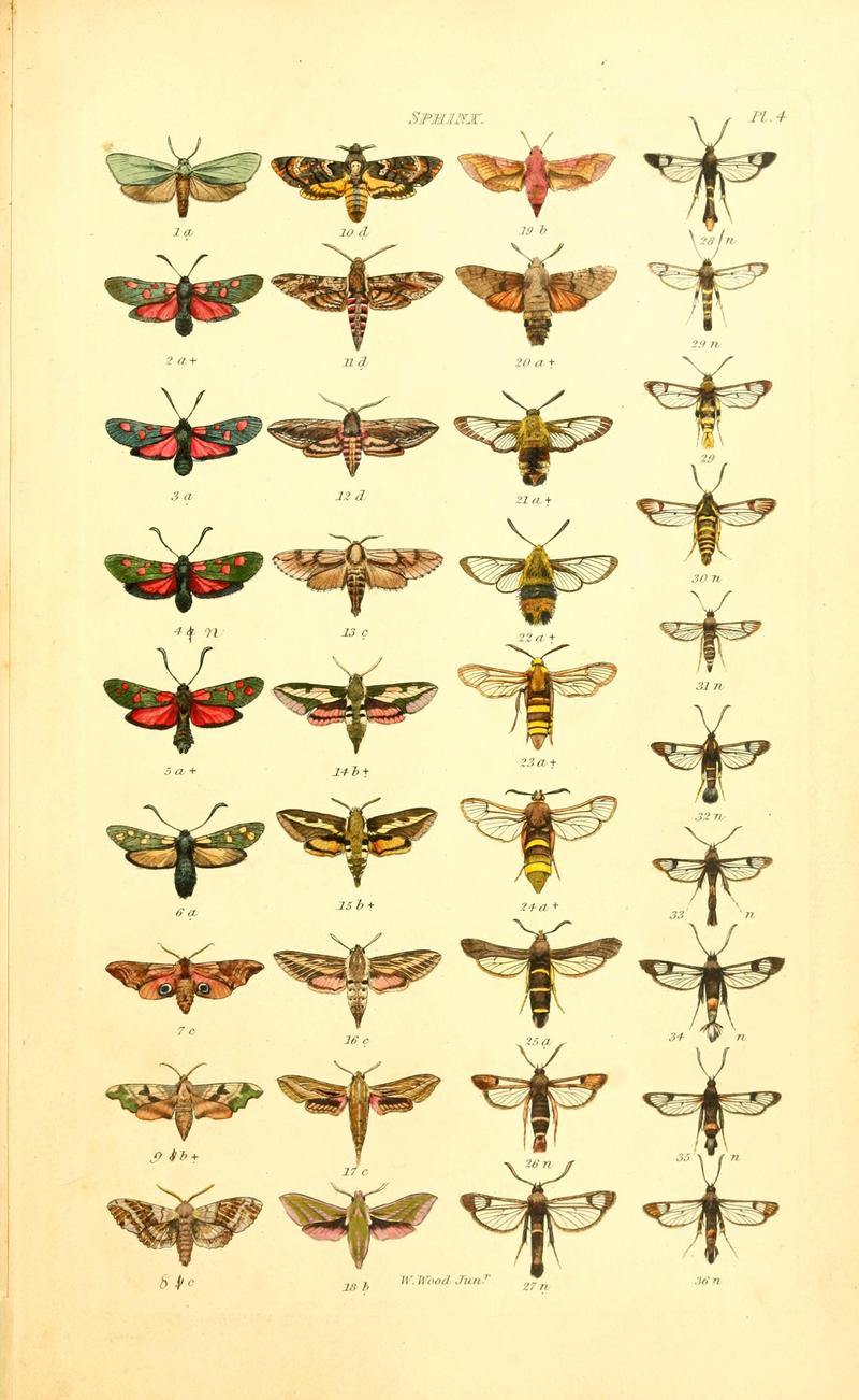 Index entomologicus, or, A complete illustrated catalogue, consisting of 1944 figures, of the lepidopterous insects of Great Britain (Pl. 4) BHL12773172