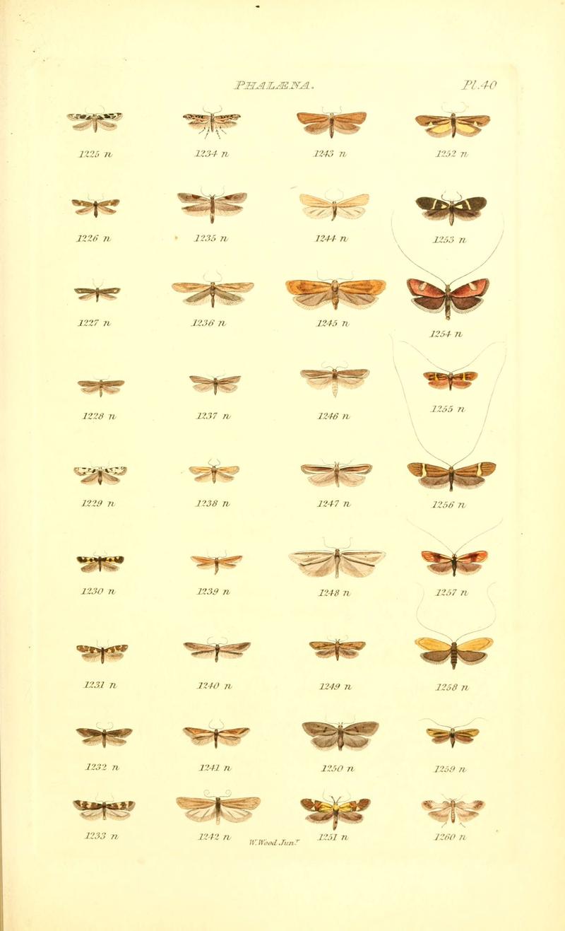 Index entomologicus, or, A complete illustrated catalogue, consisting of 1944 figures, of the lepidopterous insects of Great Britain (Pl. 40) (6055597165)