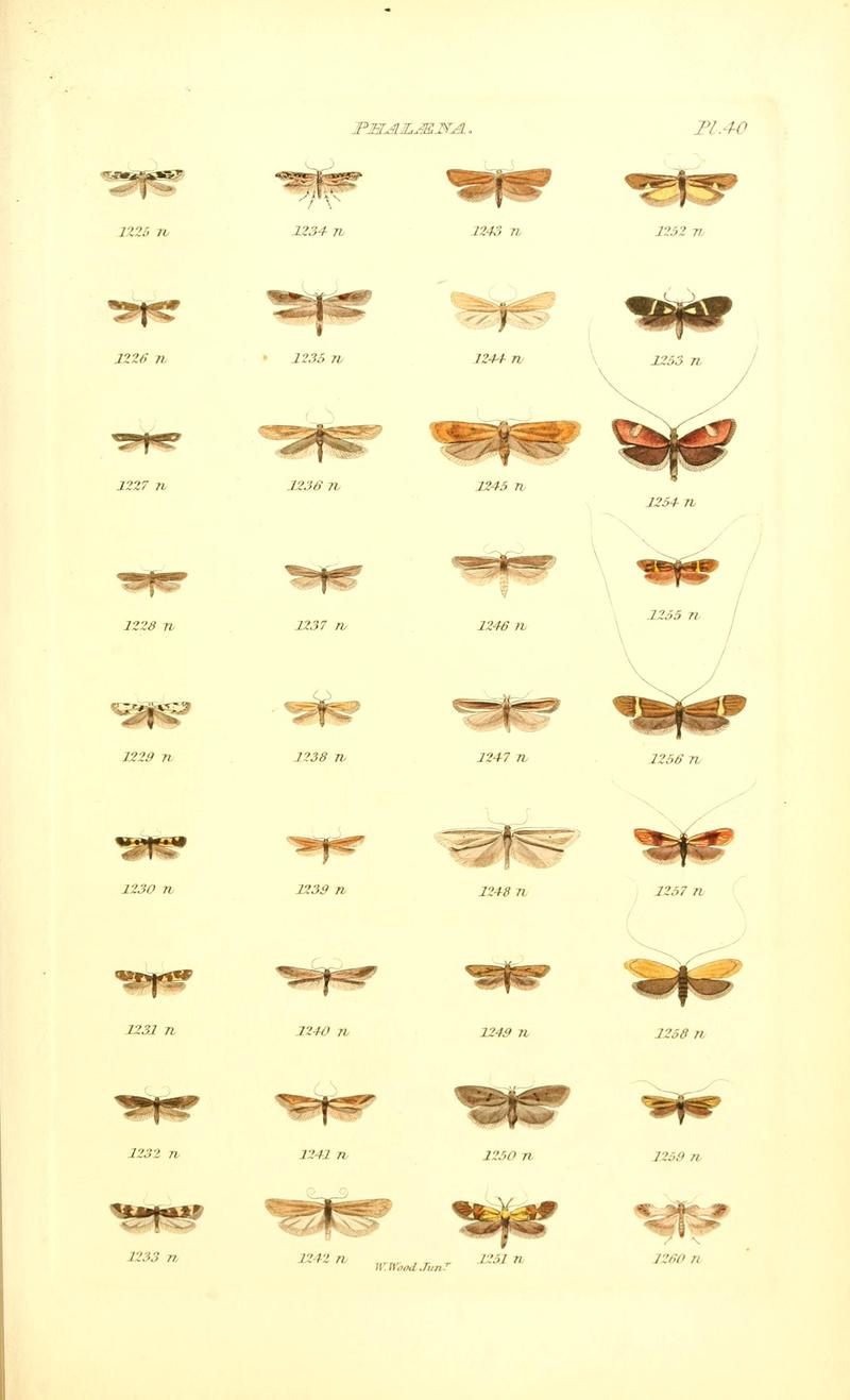 Index entomologicus, or, A complete illustrated catalogue, consisting of 1944 figures, of the lepidopterous insects of Great Britain (Pl. 40) BHL12773437