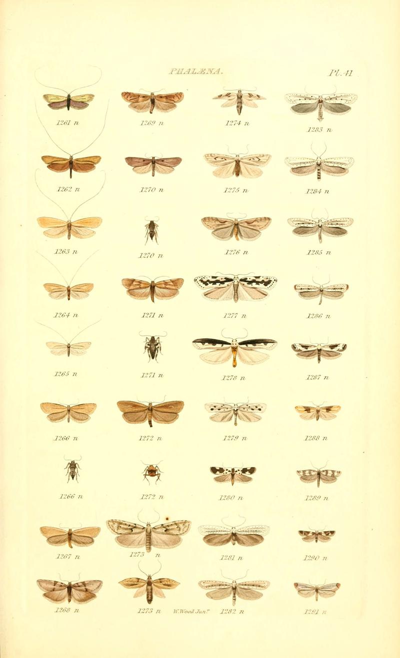 Index entomologicus, or, A complete illustrated catalogue, consisting of 1944 figures, of the lepidopterous insects of Great Britain (Pl. 41) (6055597353)