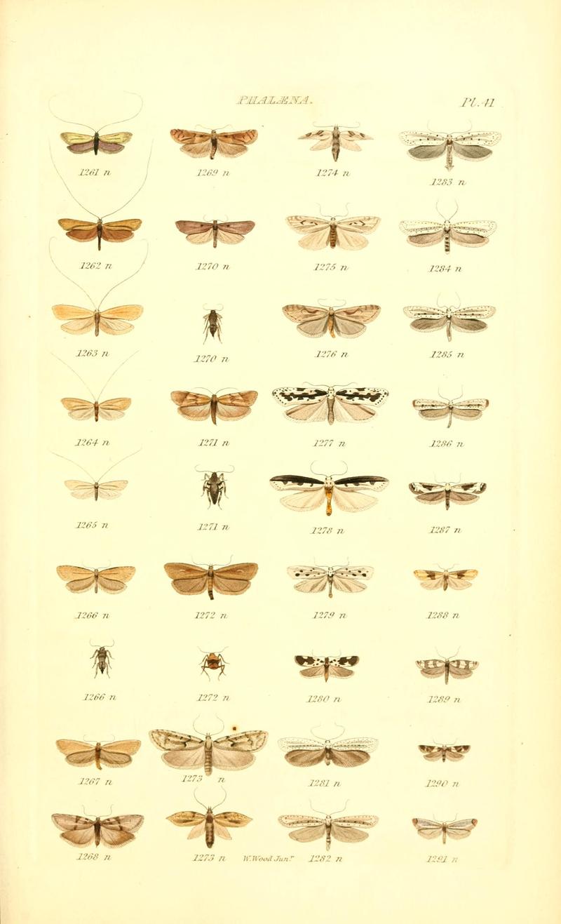 Index entomologicus, or, A complete illustrated catalogue, consisting of 1944 figures, of the lepidopterous insects of Great Britain (Pl. 41) BHL12773443