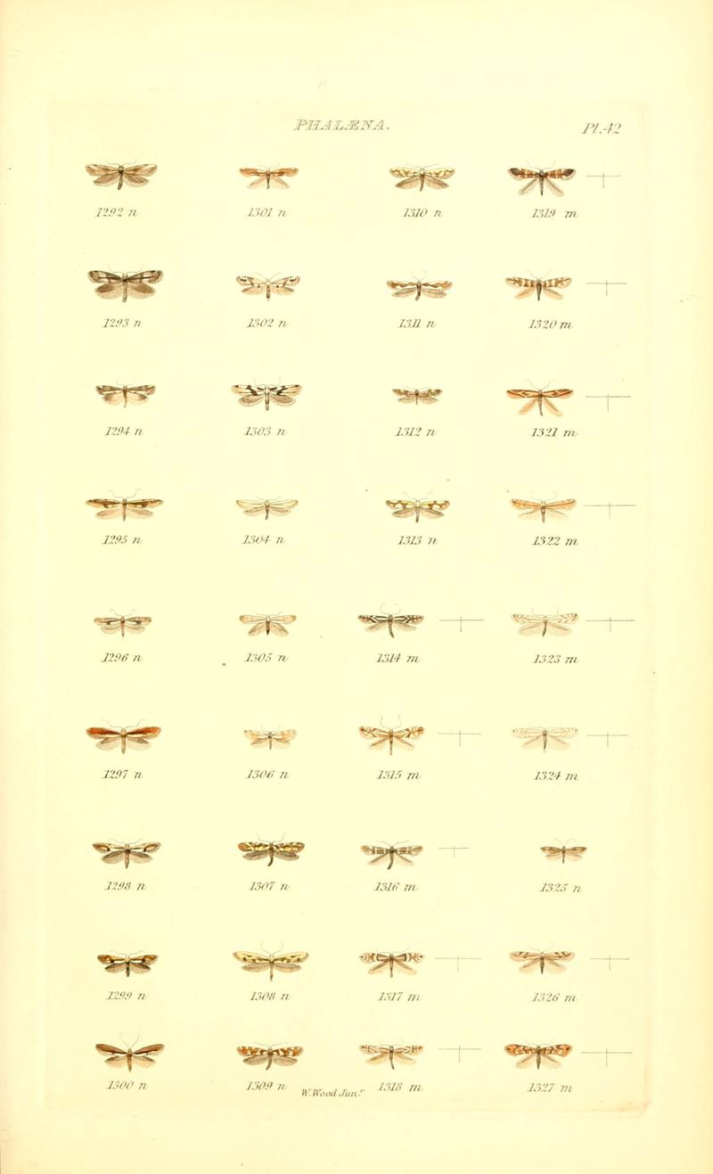 Index entomologicus, or, A complete illustrated catalogue, consisting of 1944 figures, of the lepidopterous insects of Great Britain (Pl. 42) (6055597585)