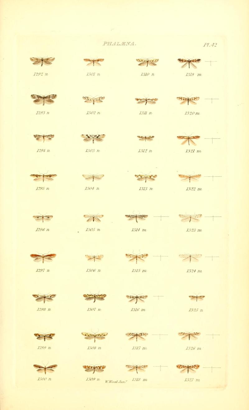 Index entomologicus, or, A complete illustrated catalogue, consisting of 1944 figures, of the lepidopterous insects of Great Britain (Pl. 42) BHL12773451