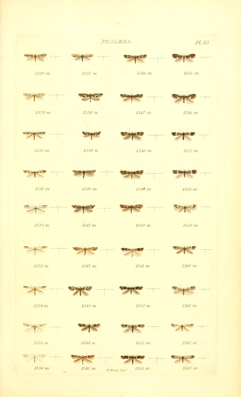 Index entomologicus, or, A complete illustrated catalogue, consisting of 1944 figures, of the lepidopterous insects of Great Britain (Pl. 43) (6056144536)