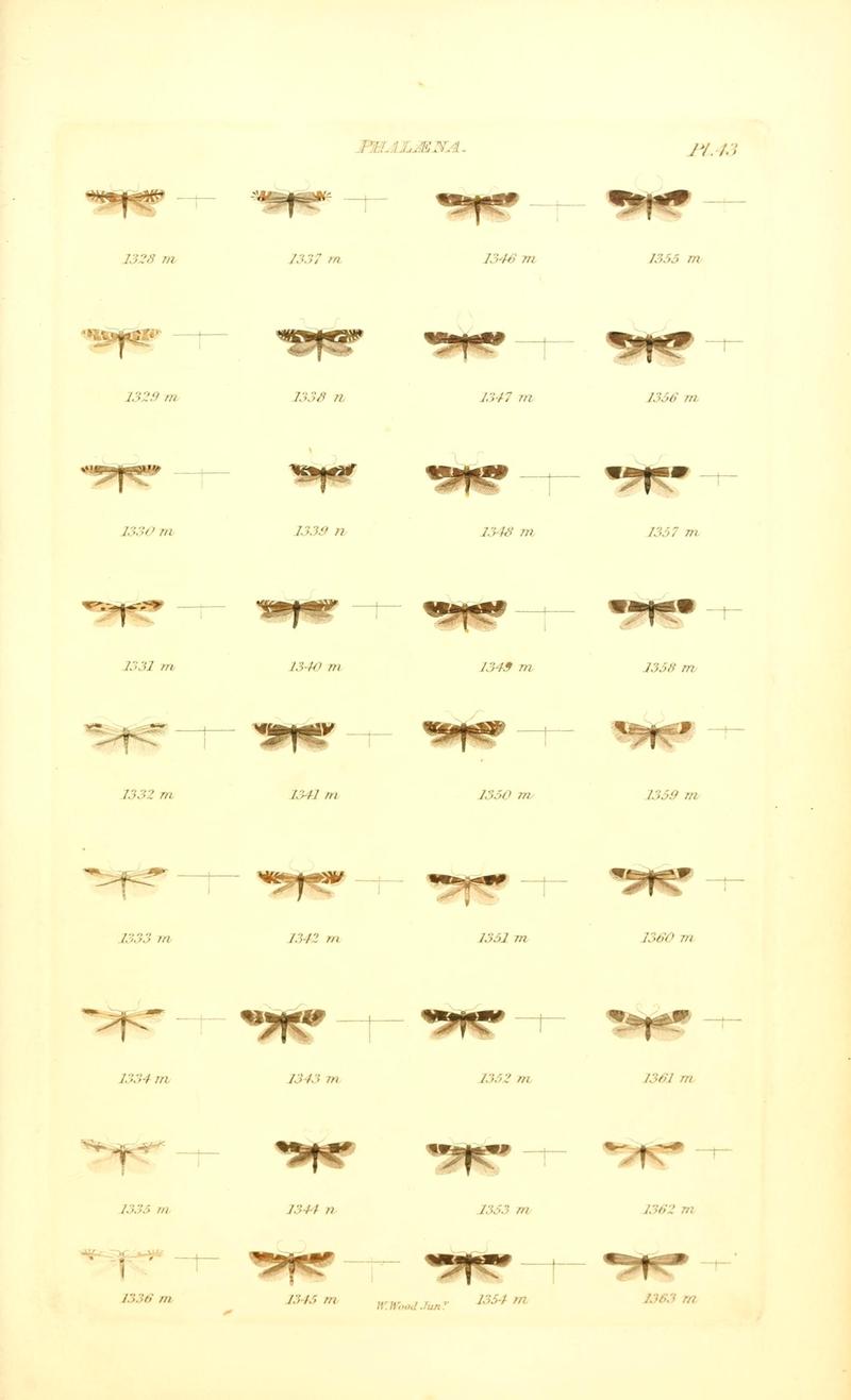 Index entomologicus, or, A complete illustrated catalogue, consisting of 1944 figures, of the lepidopterous insects of Great Britain (Pl. 43) BHL12773457