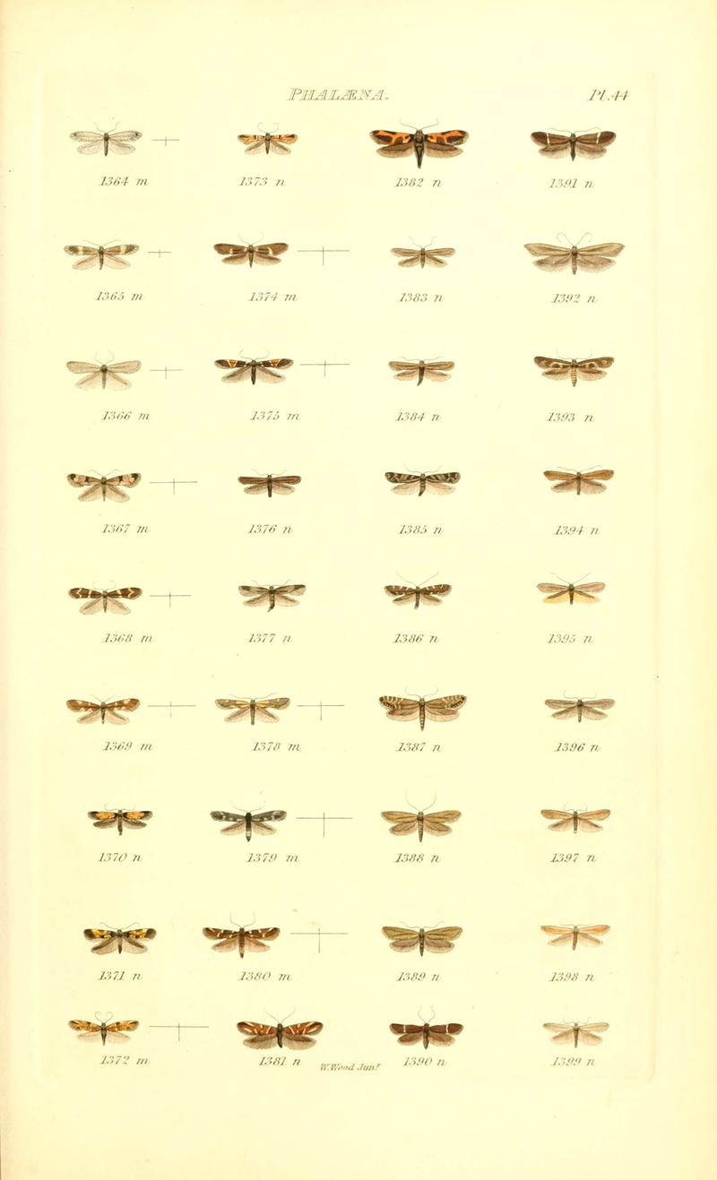 Index entomologicus, or, A complete illustrated catalogue, consisting of 1944 figures, of the lepidopterous insects of Great Britain (Pl. 44) (6055598109)