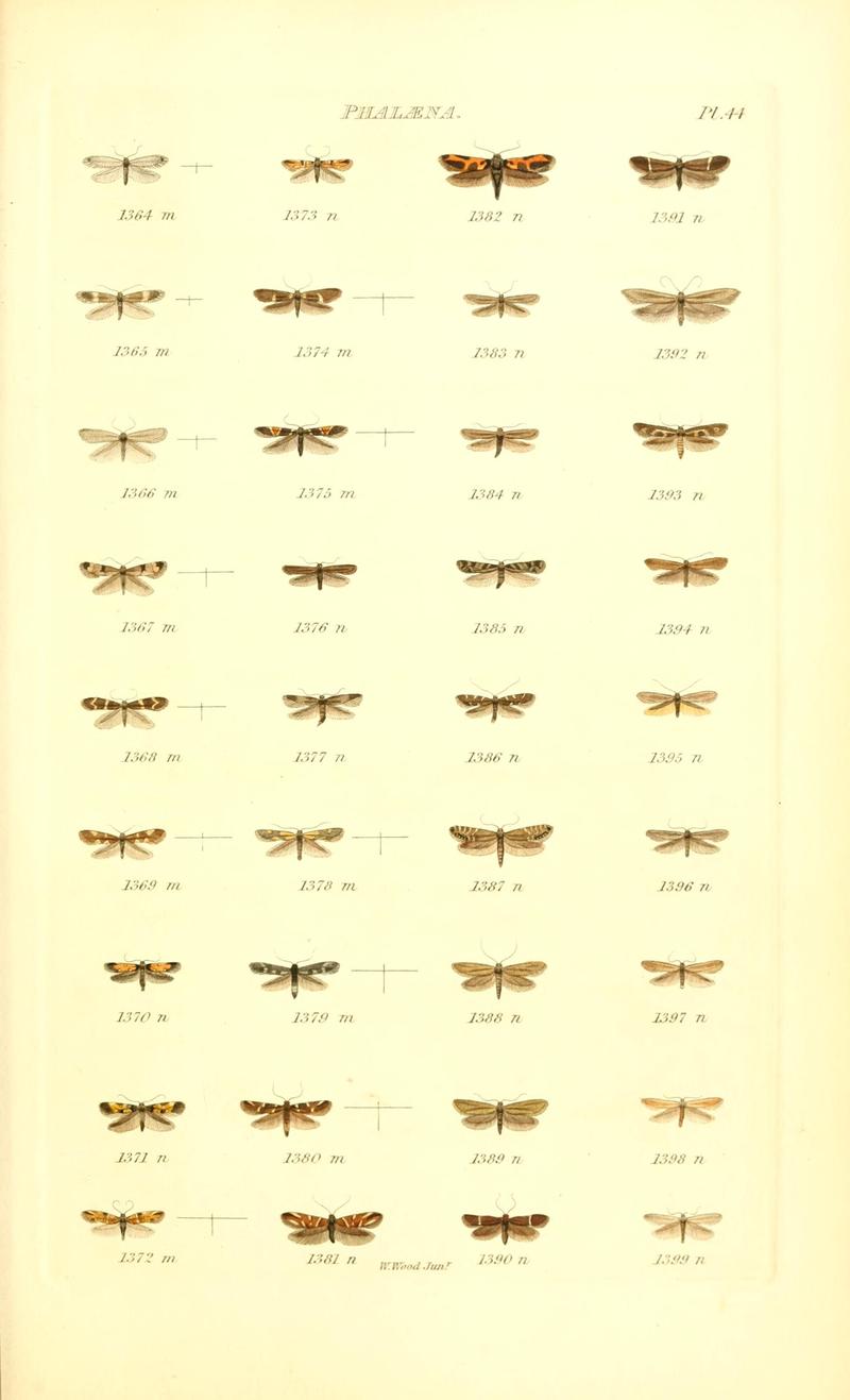 Index entomologicus, or, A complete illustrated catalogue, consisting of 1944 figures, of the lepidopterous insects of Great Britain (Pl. 44) BHL12773465
