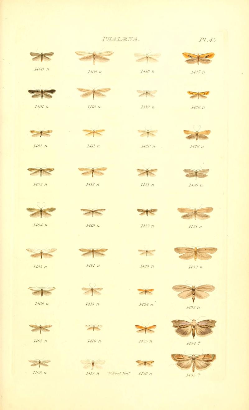 Index entomologicus, or, A complete illustrated catalogue, consisting of 1944 figures, of the lepidopterous insects of Great Britain (Pl. 45) (6056145038)