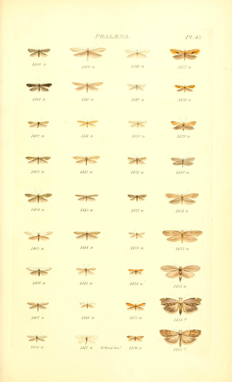 Index entomologicus, or, A complete illustrated catalogue, consisting of 1944 figures, of the lepidopterous insects of Great Britain (Pl. 45) BHL12773471