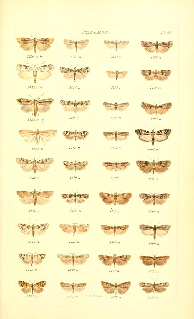 Index entomologicus, or, A complete illustrated catalogue, consisting of 1944 figures, of the lepidopterous insects of Great Britain (Pl. 46) (6055598611)