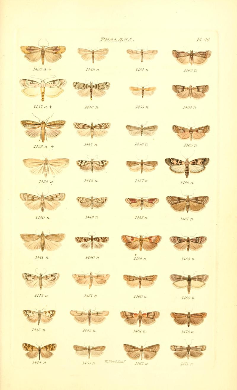 Index entomologicus, or, A complete illustrated catalogue, consisting of 1944 figures, of the lepidopterous insects of Great Britain (Pl. 46) BHL12773479