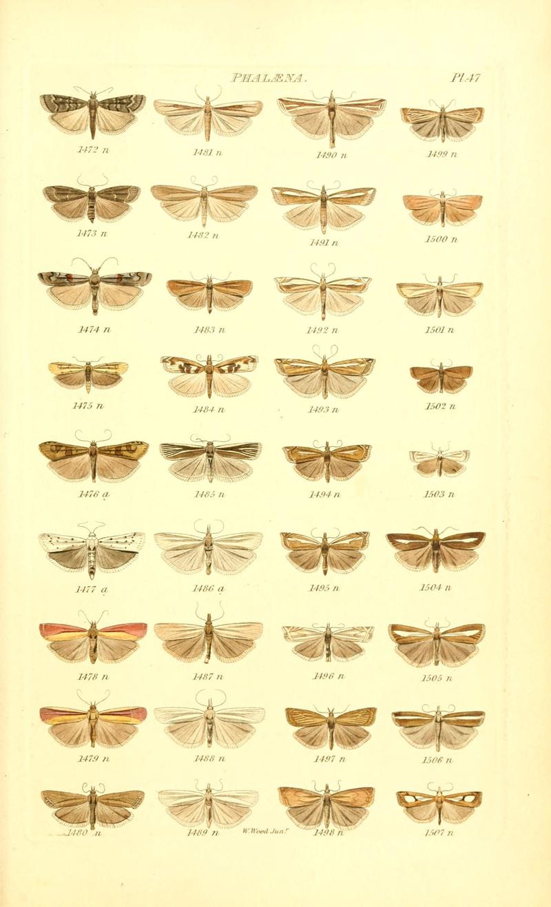 Index entomologicus, or, A complete illustrated catalogue, consisting of 1944 figures, of the lepidopterous insects of Great Britain (Pl. 47) (6055598843)