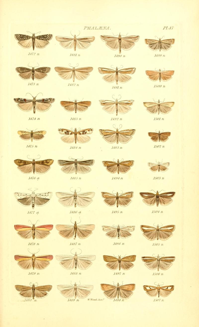 Index entomologicus, or, A complete illustrated catalogue, consisting of 1944 figures, of the lepidopterous insects of Great Britain (Pl. 47) BHL12773491