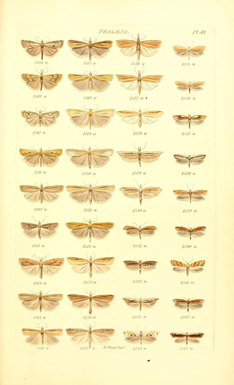 Index entomologicus, or, A complete illustrated catalogue, consisting of 1944 figures, of the lepidopterous insects of Great Britain (Pl. 48) (6055599147)