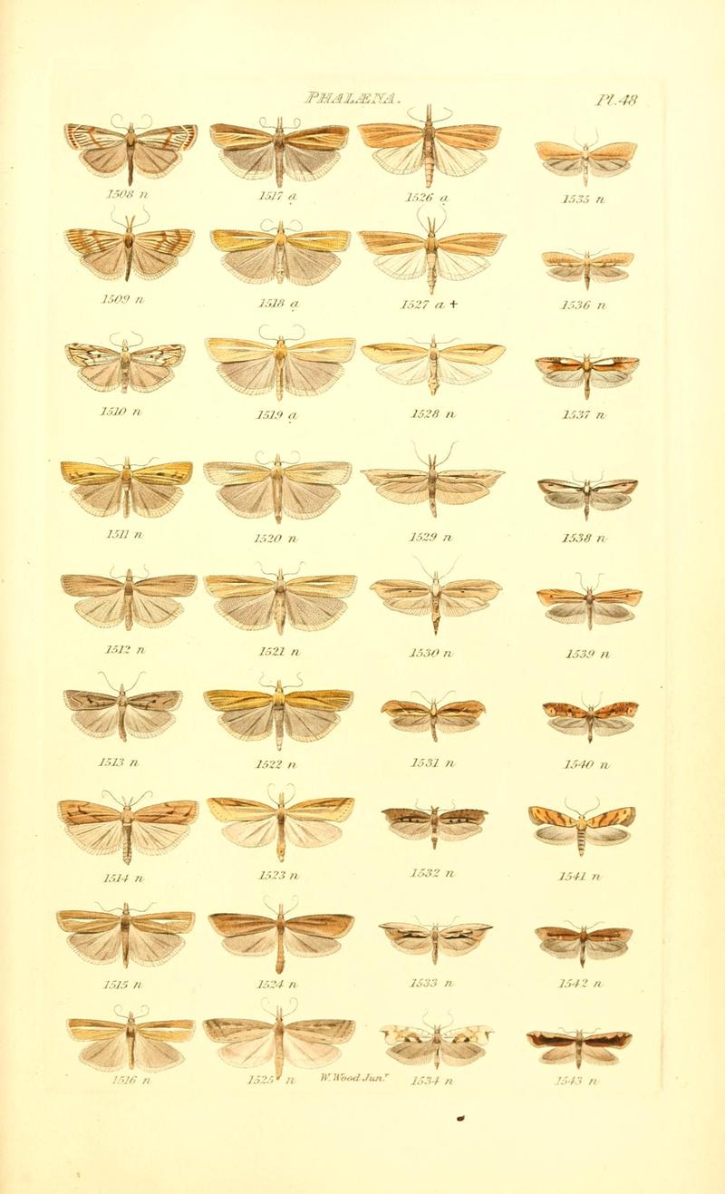 Index entomologicus, or, A complete illustrated catalogue, consisting of 1944 figures, of the lepidopterous insects of Great Britain (Pl. 48) BHL12773493