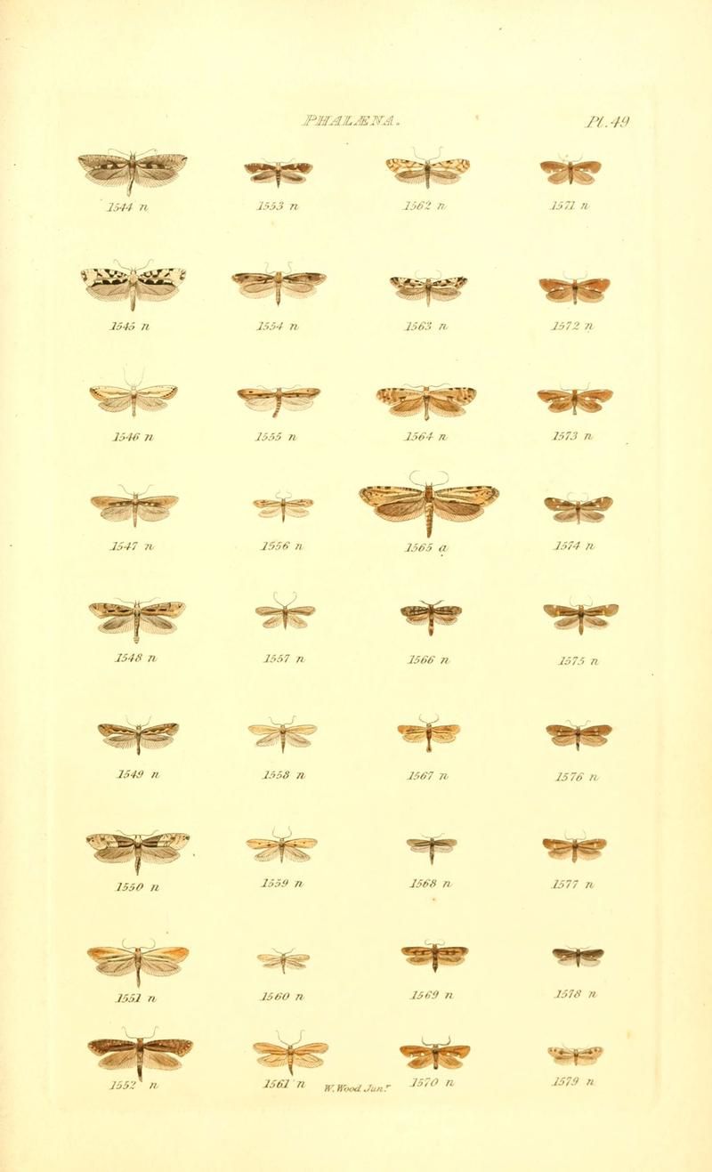 Index entomologicus, or, A complete illustrated catalogue, consisting of 1944 figures, of the lepidopterous insects of Great Britain (Pl. 49) (6055599585)