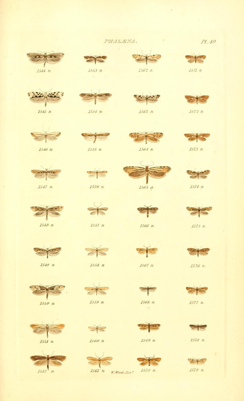 Index entomologicus, or, A complete illustrated catalogue, consisting of 1944 figures, of the lepidopterous insects of Great Britain (Pl. 49) BHL12773501
