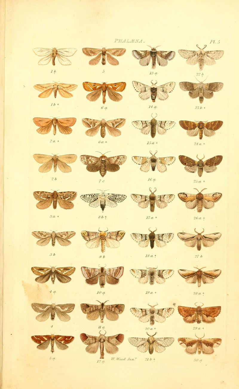 Index entomologicus, or, A complete illustrated catalogue, consisting of 1944 figures, of the lepidopterous insects of Great Britain (Pl. 5) (6055588437)