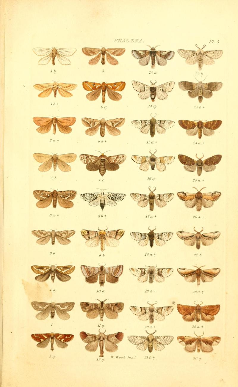 Index entomologicus, or, A complete illustrated catalogue, consisting of 1944 figures, of the lepidopterous insects of Great Britain (Pl. 5) BHL12773213