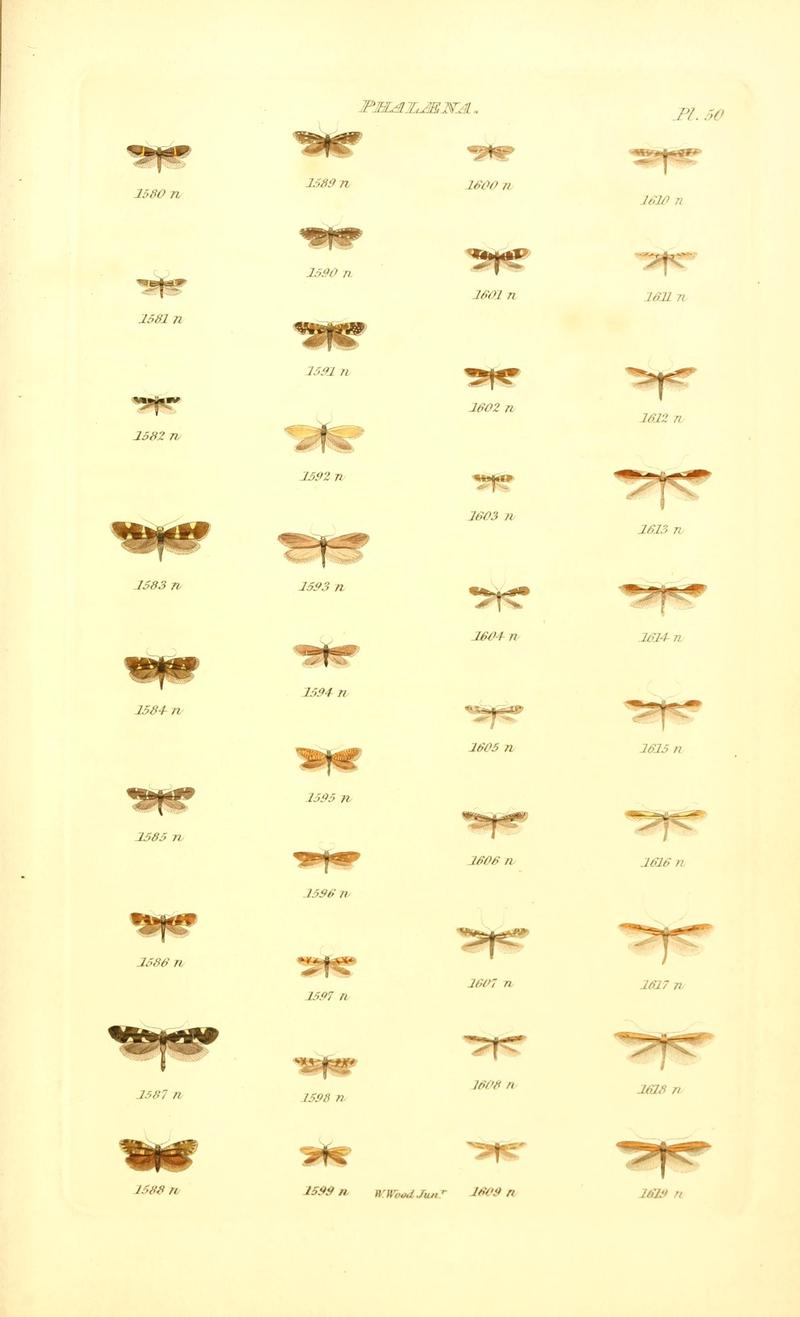 Index entomologicus, or, A complete illustrated catalogue, consisting of 1944 figures, of the lepidopterous insects of Great Britain (Pl. 50) BHL12773513