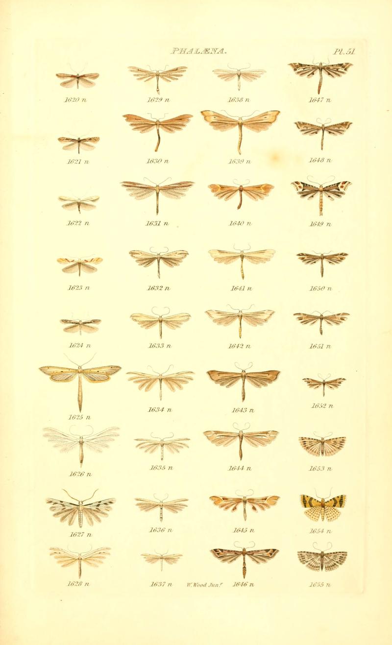 Index entomologicus, or, A complete illustrated catalogue, consisting of 1944 figures, of the lepidopterous insects of Great Britain (Pl. 51) (6055600145)