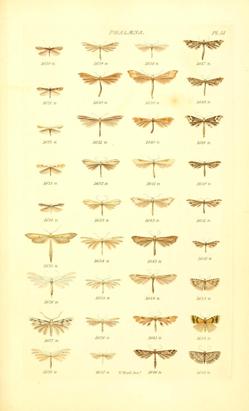 Index entomologicus, or, A complete illustrated catalogue, consisting of 1944 figures, of the lepidopterous insects of Great Britain (Pl. 51) BHL12773515